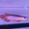 arowana.seller