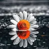 ali.niaz74