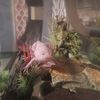 frogperson86