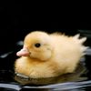 killer.duck68