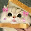 bbyndy._