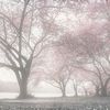 raad_758