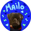 milo_the_pug1