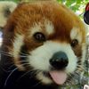 red.pandax