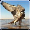 alfaisal_741