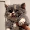 Cat baby