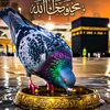 bilal.hasan322