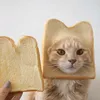 cat227484
