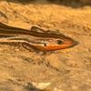frog_jaws