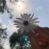 flowers1234y