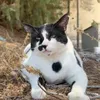 chonkus.maximus1