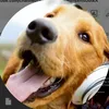 juldink.gaming
