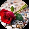renu_585