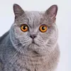 contosdeterror.ai