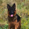 ellythegermanshep