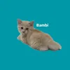 子猫のバンビ