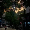 _ynpn99