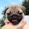 Penny the Pug 🌸
