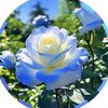 disha.moni351