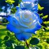 amadou.oury.diall6796