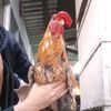 wisanggenifarm01