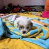 gologan.georgiana
