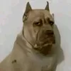 cachorraartrbx