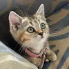 s.i.e.n.a.meow