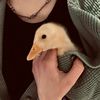 hnee_is