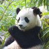 Lisa Peng