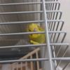 kiwitjebudgie