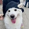 Snuugglepuptales
