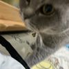gojojakit_2532lovever