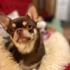 chihuahuas.in.my