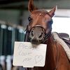 Heart Of horse❤❤🇺🇲