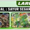 laris.ikan6
