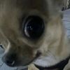chawwww094