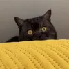 meowkitties