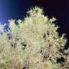yazeed_5554