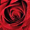 asiye.aslan52