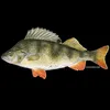 paruwka_fish