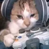 venegamer85