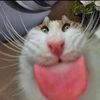 cat.juggler
