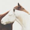 Horse Rescuer