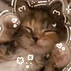 blueberycat2