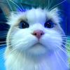 renn_5073