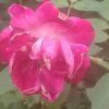 jamshaidanjum981