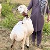 akmalkhan9262