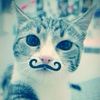 Mustache Cat