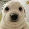 boni.boni85